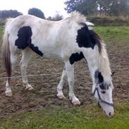 Anden særlig race Pascal