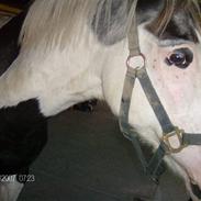 Anden særlig race Pascal