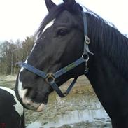 Oldenborg Bellis "Tidl. Stævnehest"