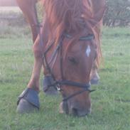 Frederiksborg Radon..