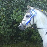 Welsh Pony (sec B) Lyngvejens Jack 