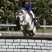 Welsh Pony (sec B) Lyngvejens Jack 