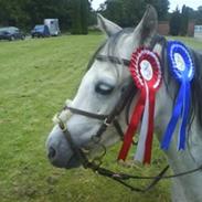 Welsh Pony (sec B) Lyngvejens Jack 