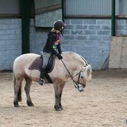 Fjordhest Shadow opr. Trine