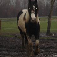 Tinker Lady belona af Østerbygår
