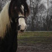 Tinker Lady belona af Østerbygår
