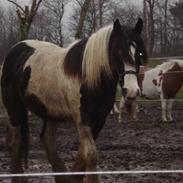 Tinker Lady belona af Østerbygår