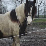 Tinker Lady belona af Østerbygår