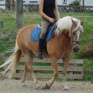 Haflinger Astrid Rundhøj