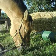 Anden særlig race Teddy (part)