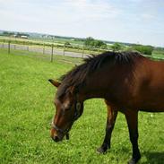 Anden særlig race Luke - solgt i 2008