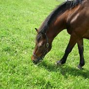 Anden særlig race Luke - solgt i 2008