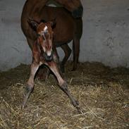 Anden særlig race runway "soffi"