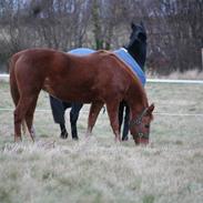 Anden særlig race runway "soffi"