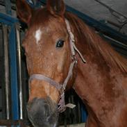 Anden særlig race runway "soffi"