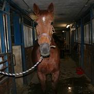 Anden særlig race runway "soffi"