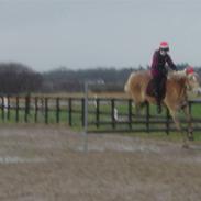 Haflinger Arthos<3 ¤Part¤