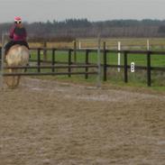 Haflinger Arthos<3 ¤Part¤