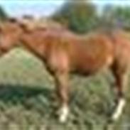 Anden særlig race Lucky