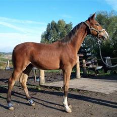 Dansk Varmblod Lemilio Light DM - SOLGT -