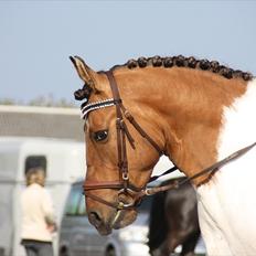 Pinto Østermarkens Tarzan