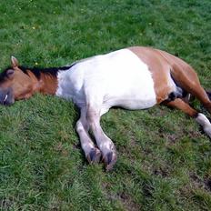 Pinto Østermarkens Tarzan