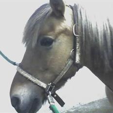 Anden særlig race Tulle (: - Solgt