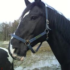 Oldenborg Bellis "Tidl. Stævnehest"