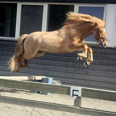 Islænder Adall fra Hofi 