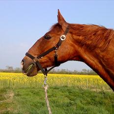 Frederiksborg <3 Skovbækkens Lexi <3