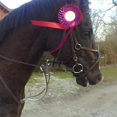 Fuldblod (XX) De Integro*solgt*