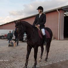 Fuldblod (XX) De Integro*solgt*