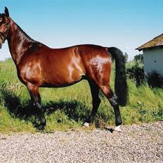 Dansk Varmblod Svante (RIP 2015)