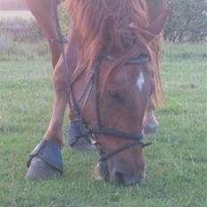 Frederiksborg Radon..