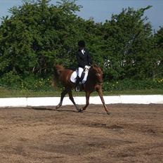 Hollandsk Sportspony Chakira 