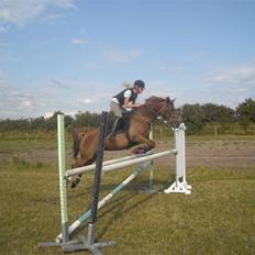 Hollandsk Sportspony Chakira 