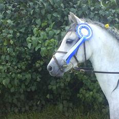 Welsh Pony (sec B) Lyngvejens Jack 