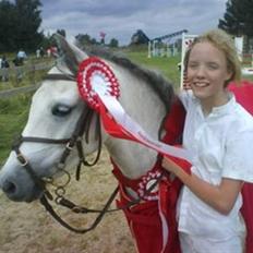 Welsh Pony (sec B) Lyngvejens Jack 
