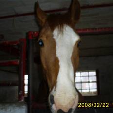 Frederiksborg Sylvester