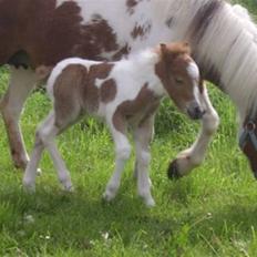Anden særlig race Catbalou