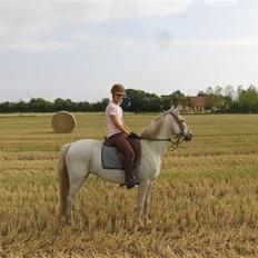 Anden særlig race Flicka 