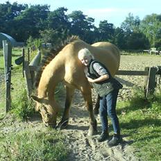 Anden særlig race Teddy (part)