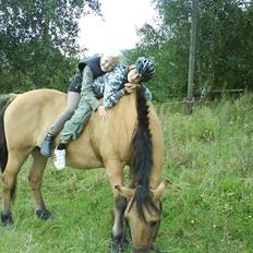 Anden særlig race Teddy (part)