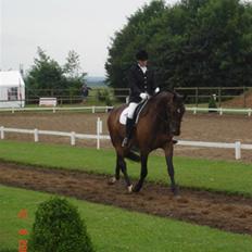 Dansk Varmblod Lillemand(Leander Divine)