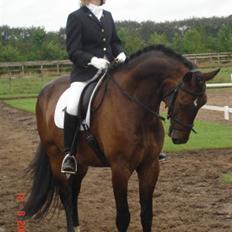 Dansk Varmblod Lillemand(Leander Divine)