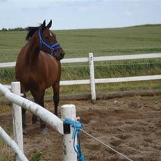 Dansk Varmblod Donna