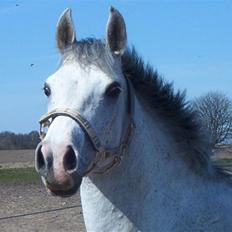 Arabisk fuldblod (OX) Silas