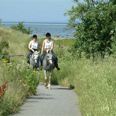 Arabisk fuldblod (OX) Silas