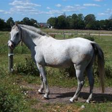 Arabisk fuldblod (OX) Silas