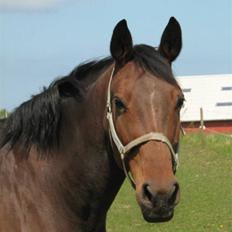 Dansk Varmblod Farmers Hannah
